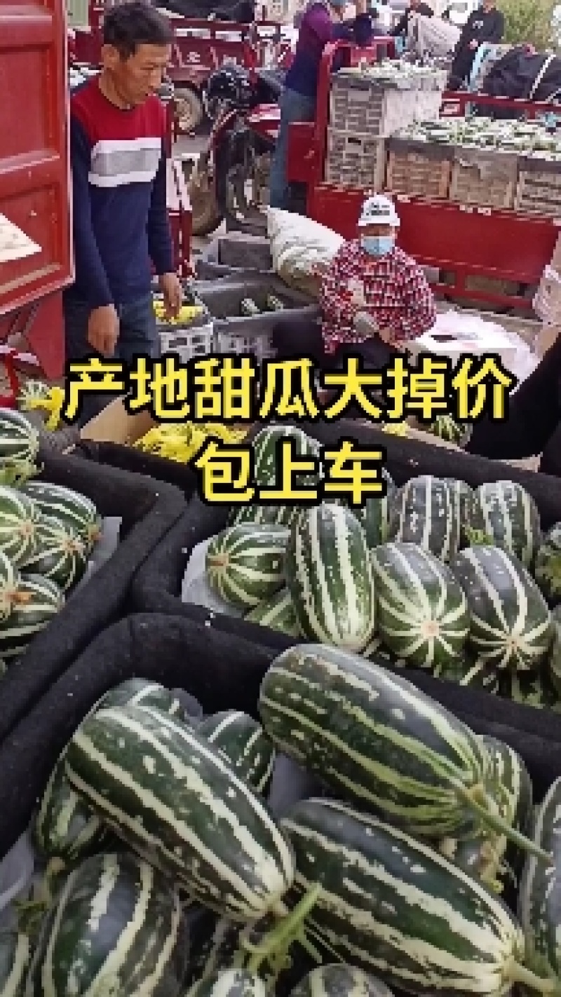 博洋甜瓜