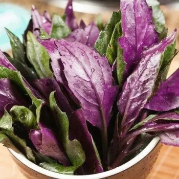 紫贝菜