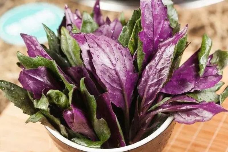 紫贝菜