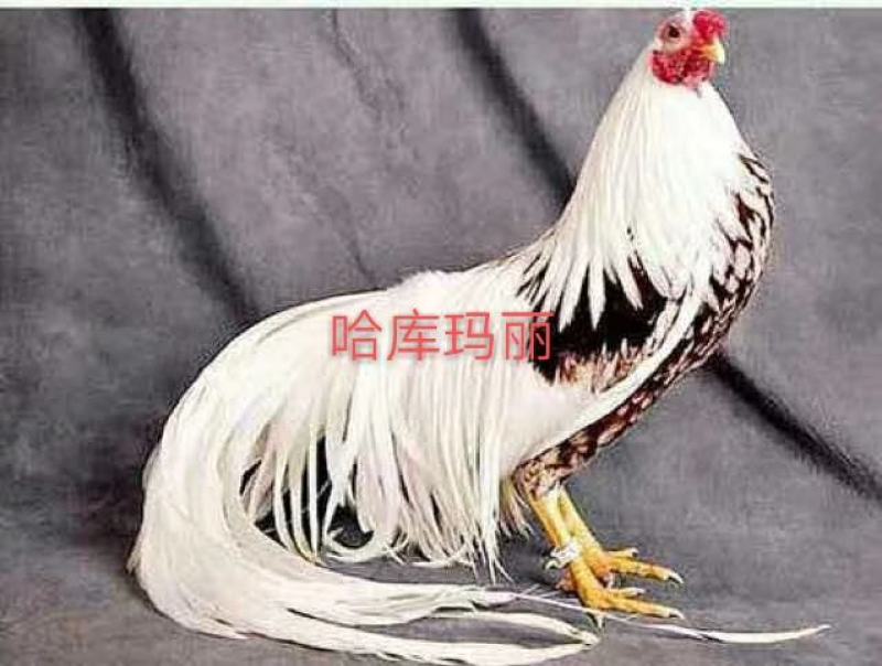 观赏贵族观赏鸡雅酷玛丽鸡成年青年钟蛋