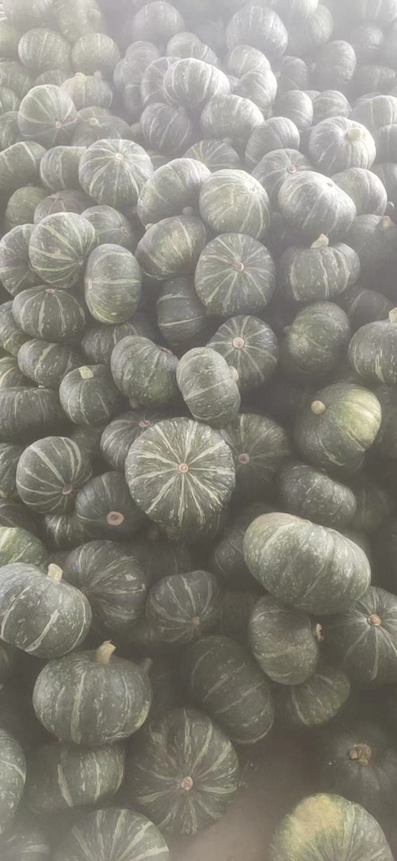 板栗南瓜，黑晶南瓜，香甜可口，价格实惠，欢迎客商进店选购