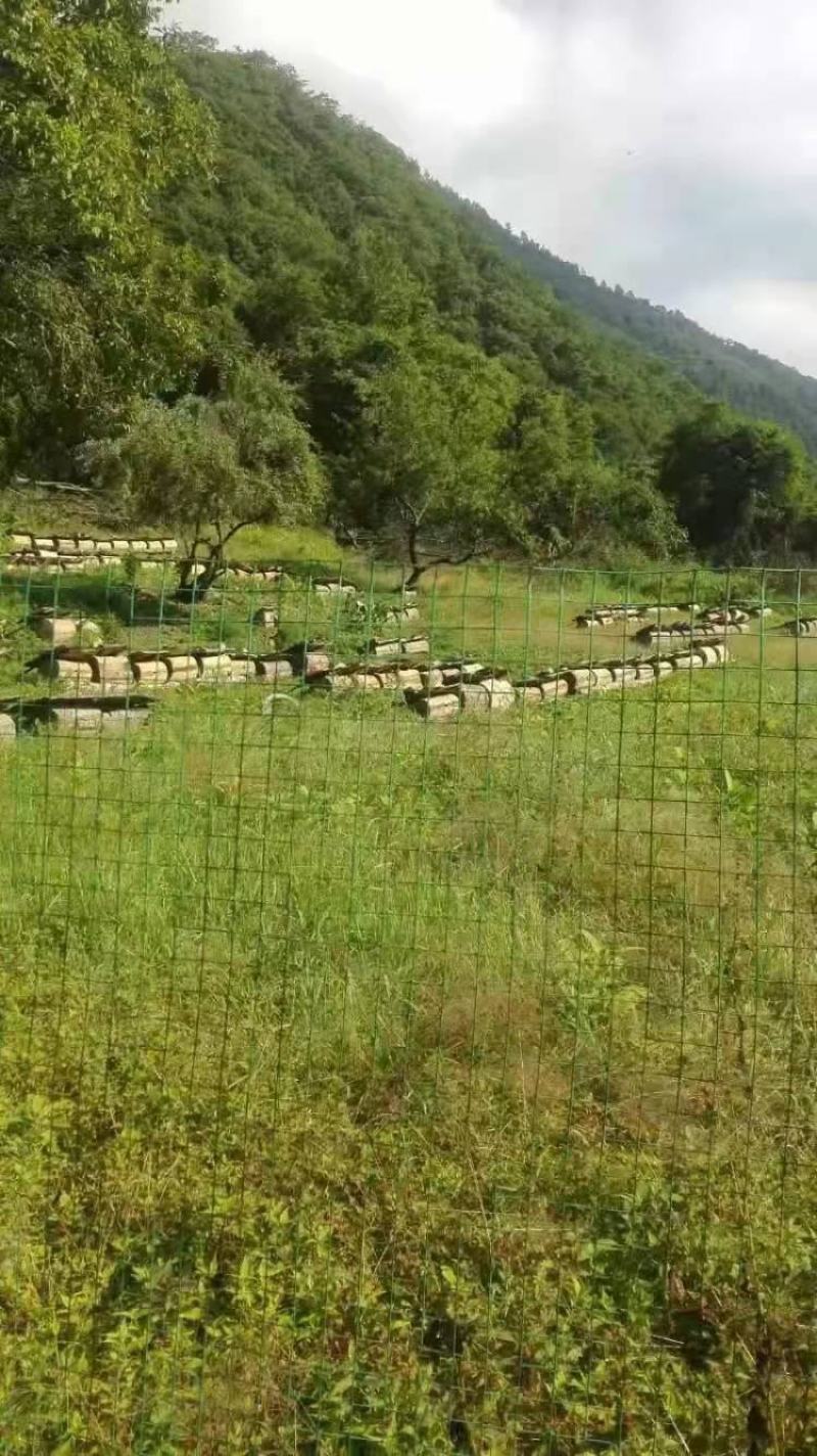 岷山周围是原始森林，此处植被丰富，生态环境绝佳。蜜源