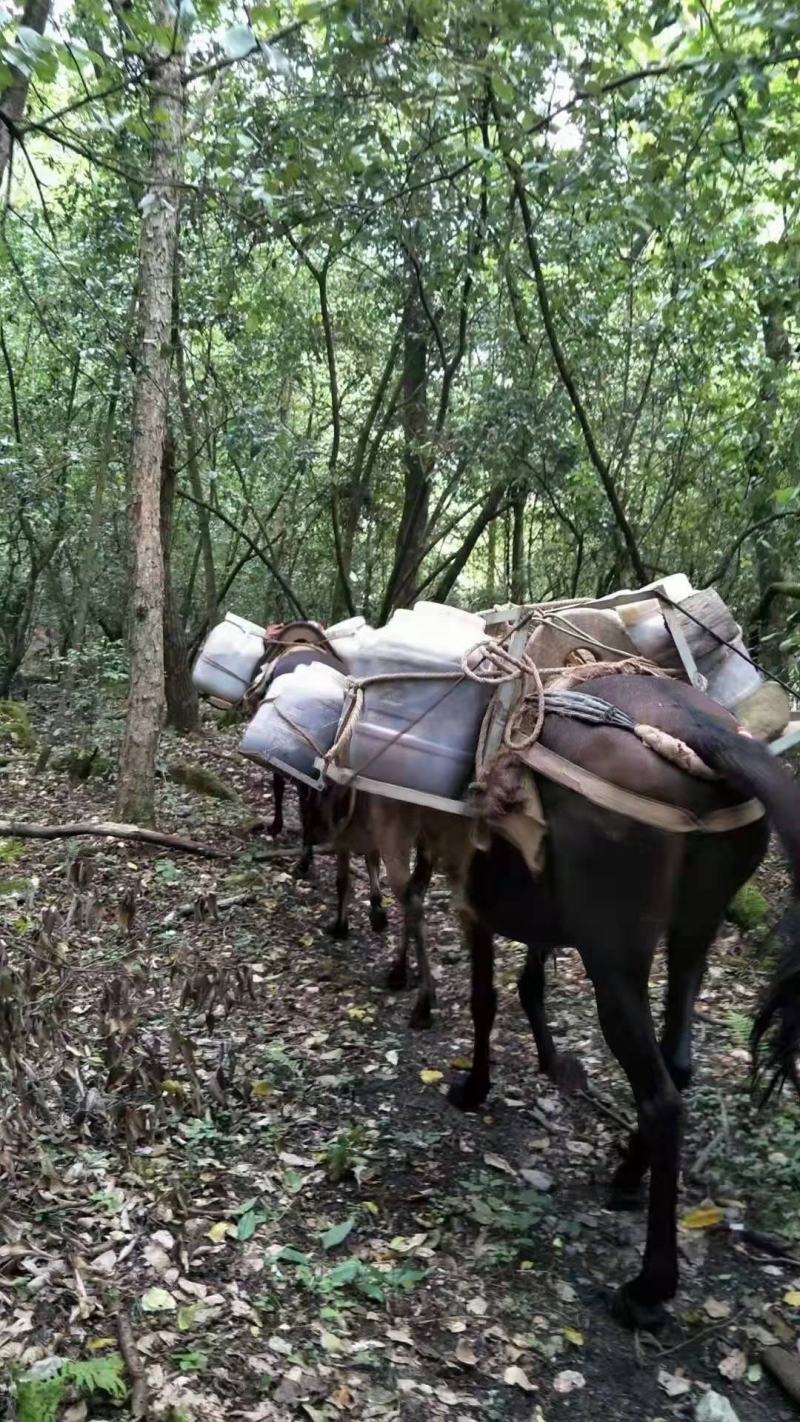 岷山周围是原始森林，此处植被丰富，生态环境绝佳。蜜源