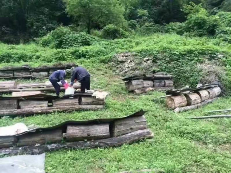 岷山周围是原始森林，此处植被丰富，生态环境绝佳。蜜源