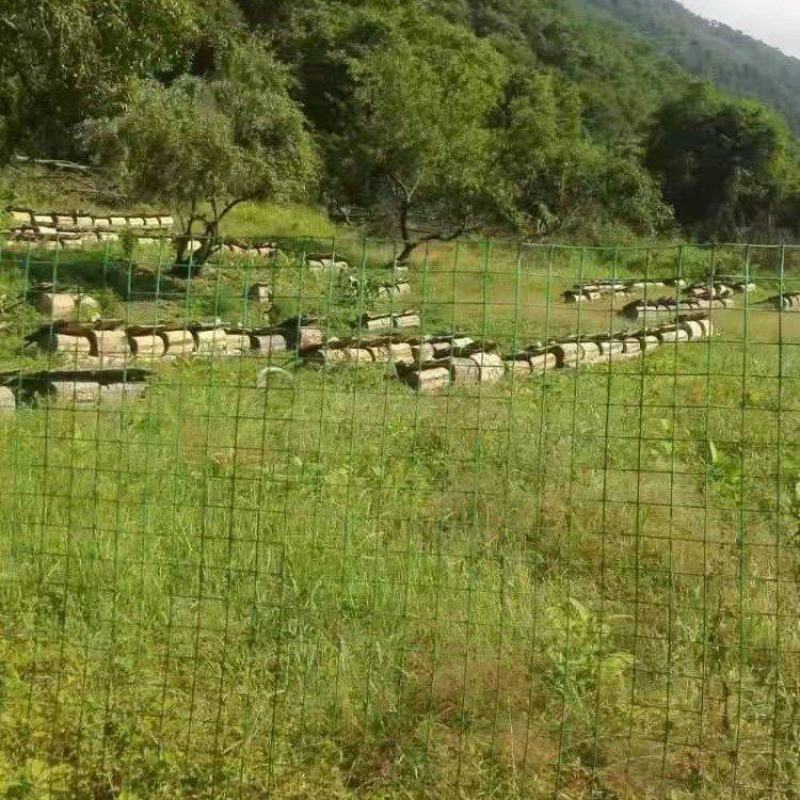 岷山周围是原始森林，此处植被丰富，生态环境绝佳。蜜源