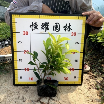 【黄金榕黄心榕黄榕】5斤袋7斤袋各种规格