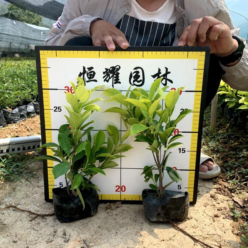 【黄金榕黄心榕黄榕】5斤袋7斤袋各种规格