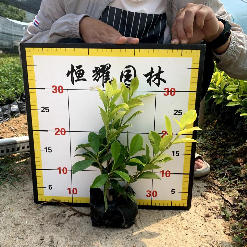 【黄金榕黄心榕黄榕】5斤袋7斤袋各种规格