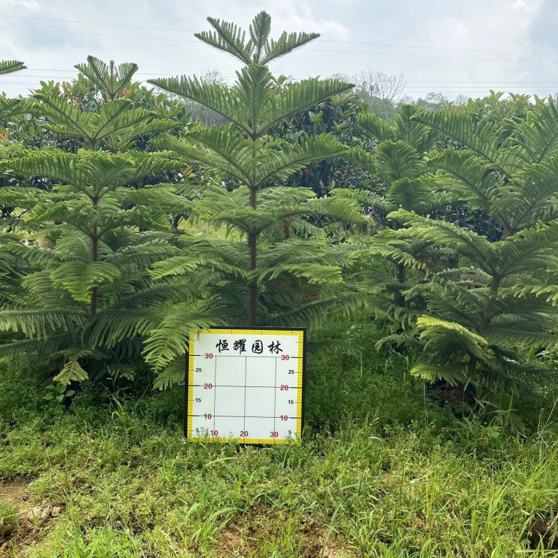 【南洋杉澳洲杉塔形南洋杉】各种规格欢迎合作详谈