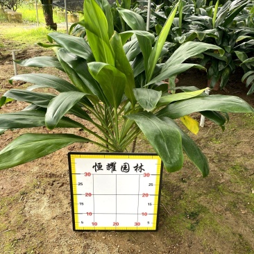 【大叶青铁】各种规格福建漳州基地直发欢迎合作详谈