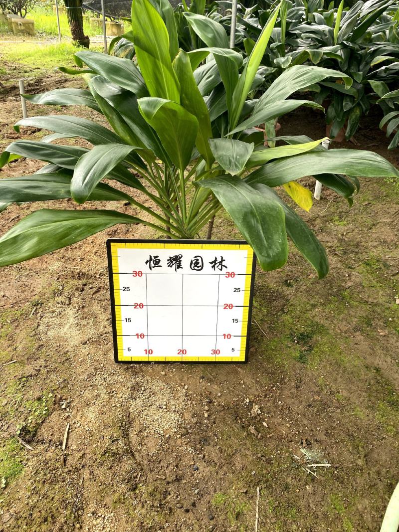 【大叶青铁】各种规格福建漳州基地直发欢迎合作详谈