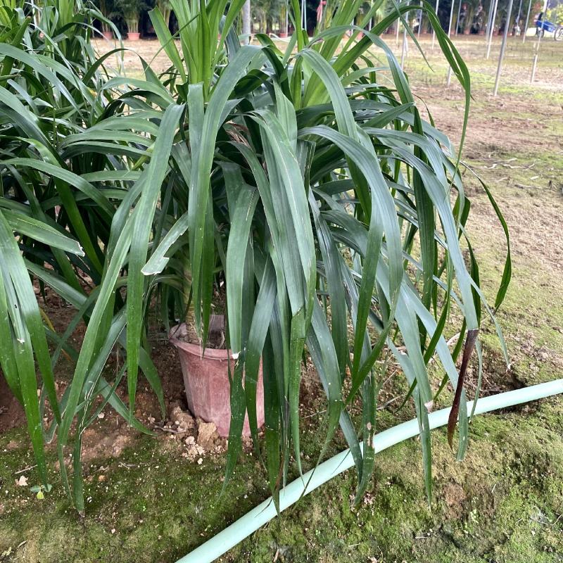 【龙血树马骡蔗树不才树】各种规格欢迎合作详谈