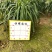 【龙血树马骡蔗树不才树】各种规格欢迎合作详谈