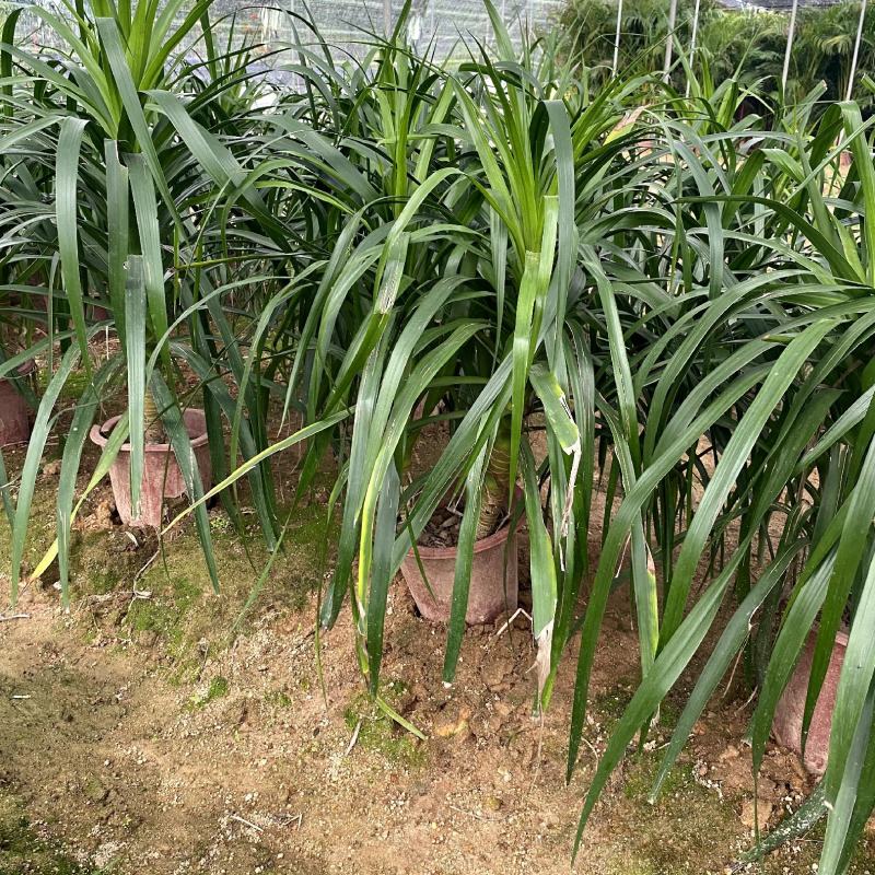 【龙血树马骡蔗树不才树】各种规格欢迎合作详谈