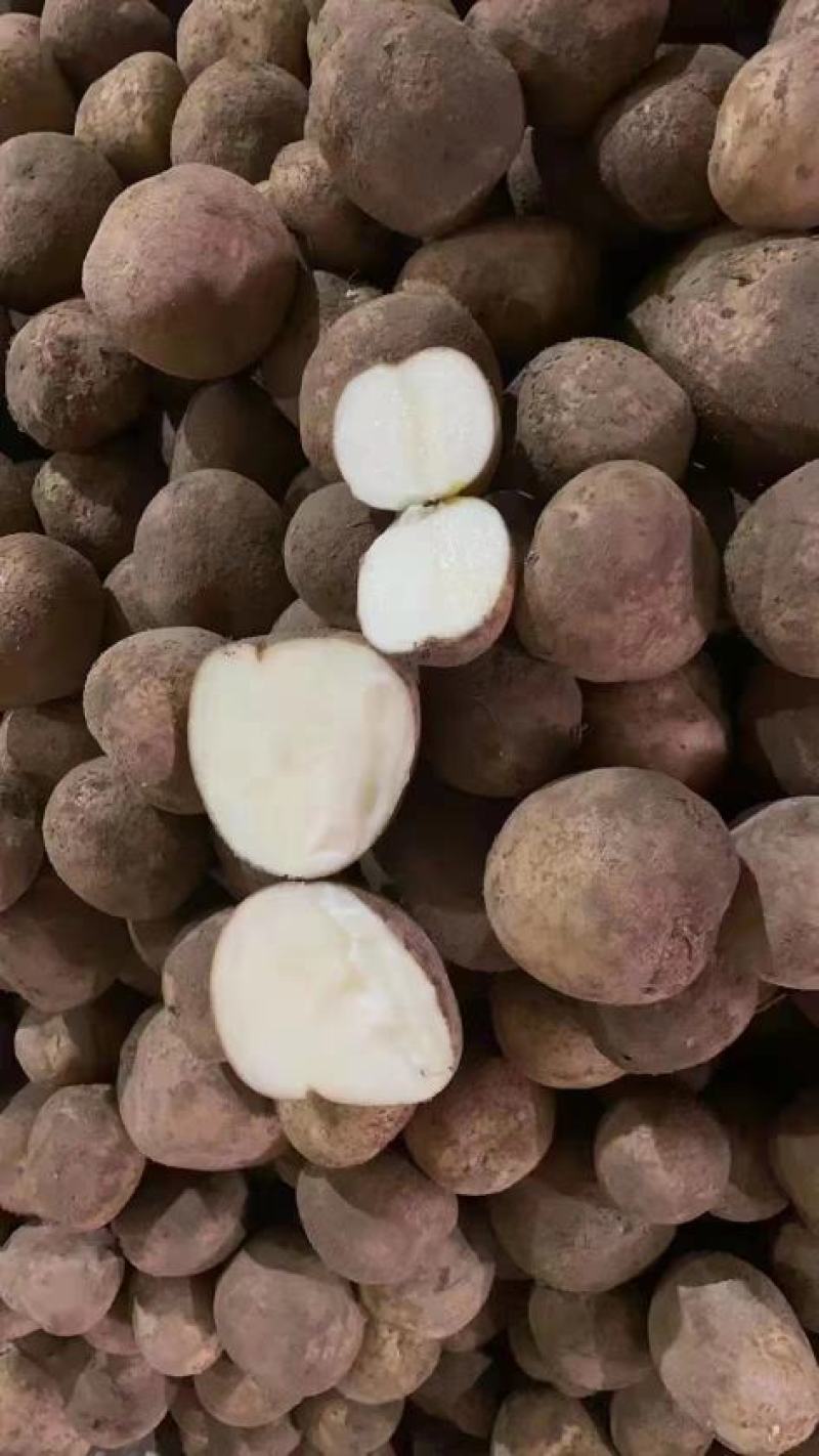 热销大西洋土豆原种荷兰十五麦肯丽薯V7一级种