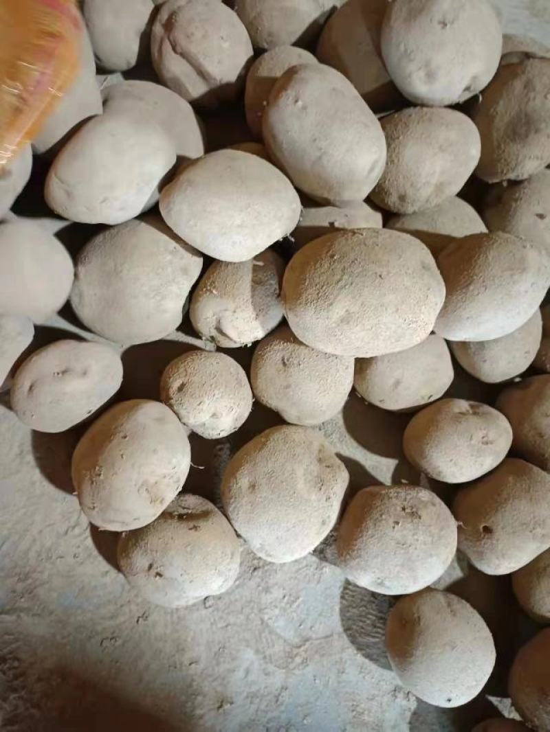 热销大西洋土豆原种荷兰十五麦肯丽薯V7一级种