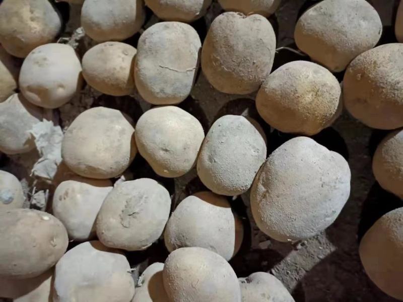 热销大西洋土豆原种荷兰十五麦肯丽薯V7一级种