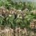 四季常青长叶苦草耐高温沉水草虾蟹鱼水产养殖生态治理用水草