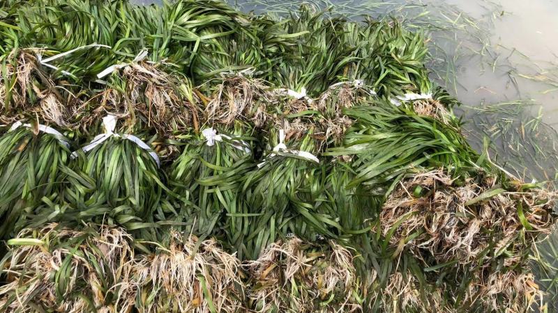 四季常青长叶苦草耐高温沉水草虾蟹鱼水产养殖生态治理用水草