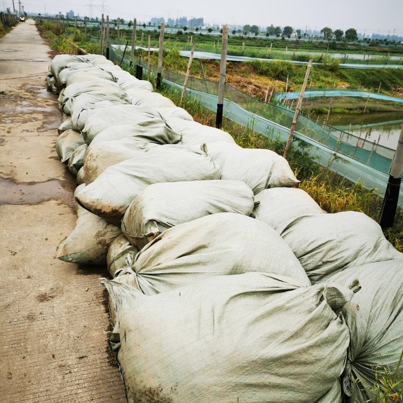 四季常青长叶苦草耐高温沉水草虾蟹鱼水产养殖生态治理用水草