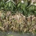 四季常青长叶苦草耐高温沉水草虾蟹鱼水产养殖生态治理用水草