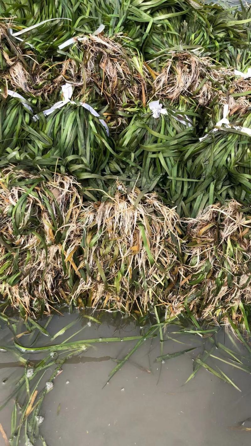 四季常青长叶苦草耐高温沉水草虾蟹鱼水产养殖生态治理用水草