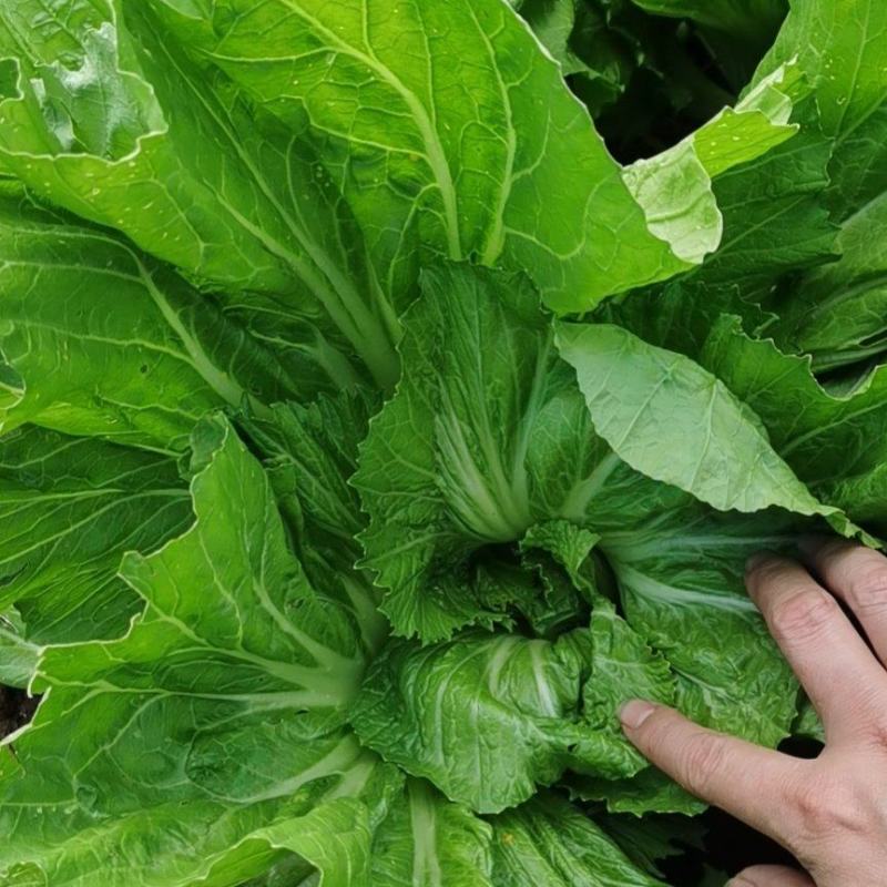 徐闻县基地精品包心芥菜
