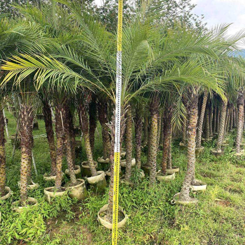 【美丽针葵】各种规格福建漳州基地直发欢迎合作洽谈
