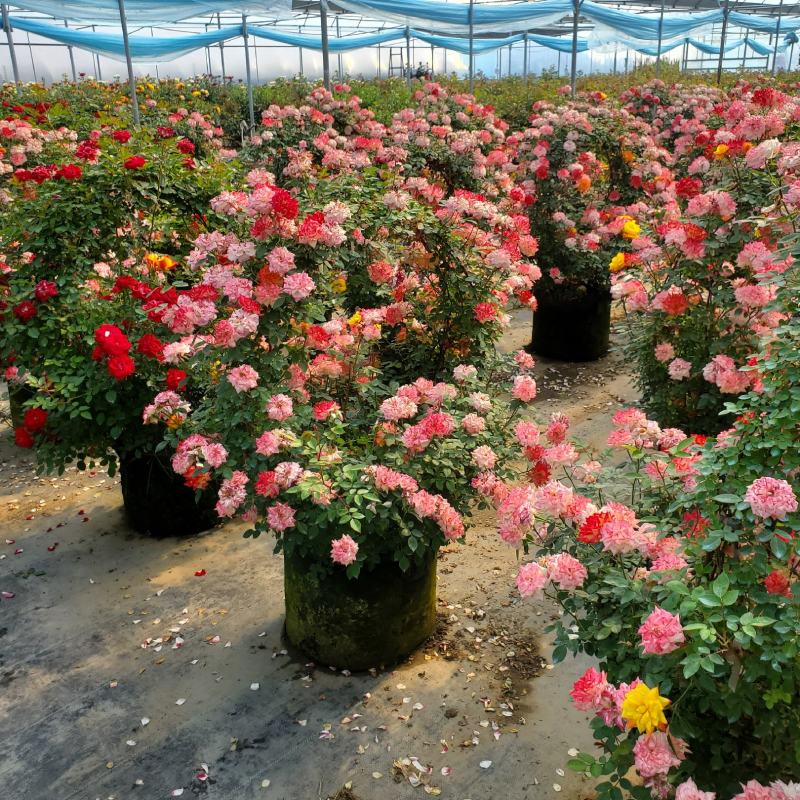 供应花廊月季拱门月季彩虹月季爬藤月季丰花月季欧洲月季