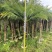 【美丽针葵】各种规格福建漳州基地直发欢迎合作洽谈