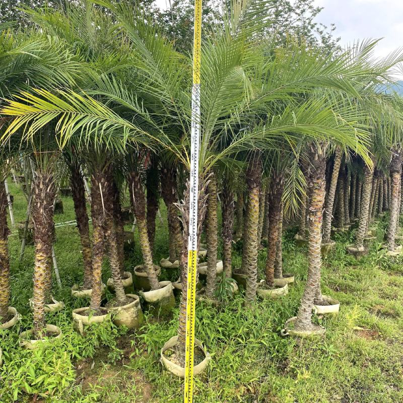 【美丽针葵】各种规格福建漳州基地直发欢迎合作洽谈