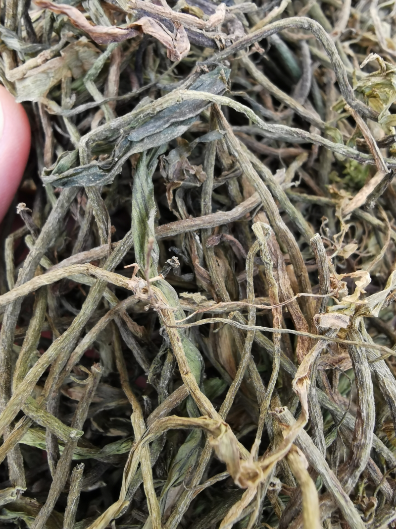 四季常青长叶苦草耐高温沉水草虾蟹鱼水产养殖生态治理用水草