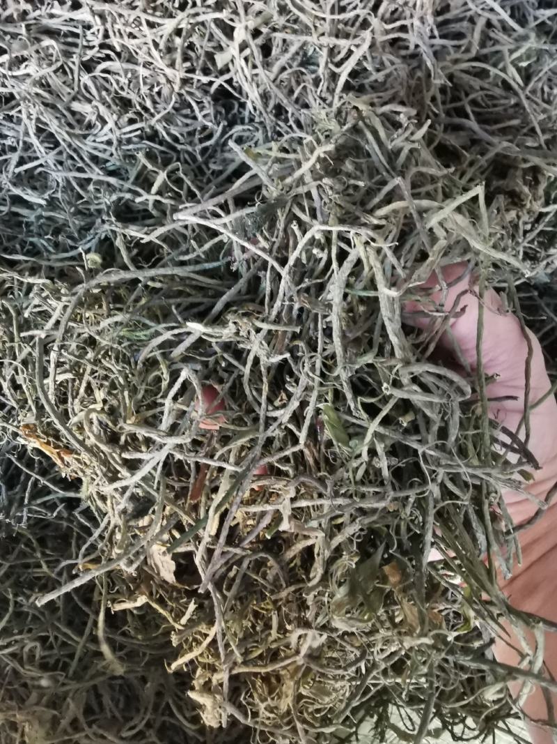 四季常青长叶苦草耐高温沉水草虾蟹鱼水产养殖生态治理用水草