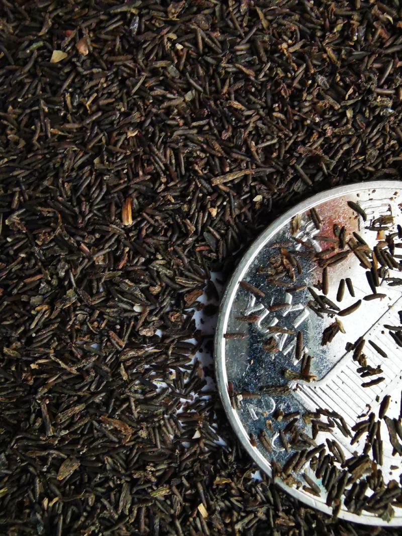四季常青长叶苦草耐高温沉水草虾蟹鱼水产养殖生态治理用水草