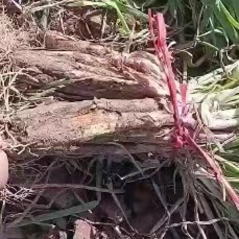 精品青叶大葱红葱，甘肃蔬菜基地直发，品质上乘，量大价优