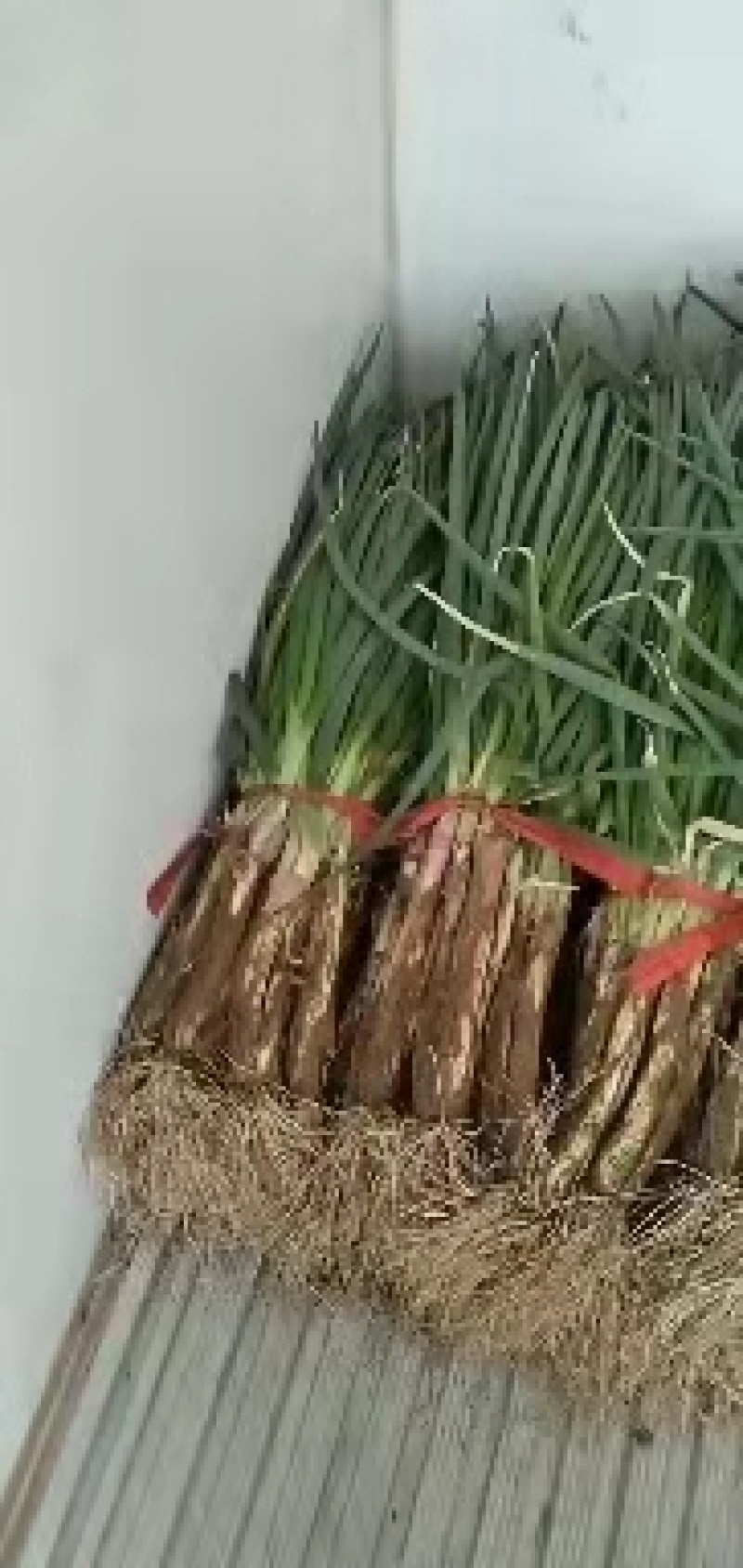 精品青叶大葱红葱，甘肃蔬菜基地直发，品质上乘，量大价优