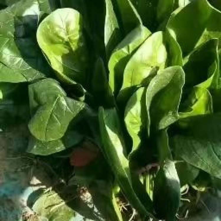 菠菜 量大从优 商超直供 欢迎咨询 品质优良