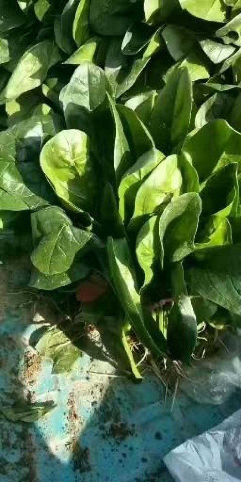 菠菜量大从优商超直供欢迎咨询品质优良