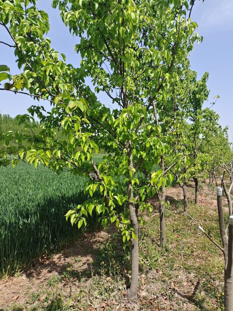 梨树567891012131518公分现号现挖王族