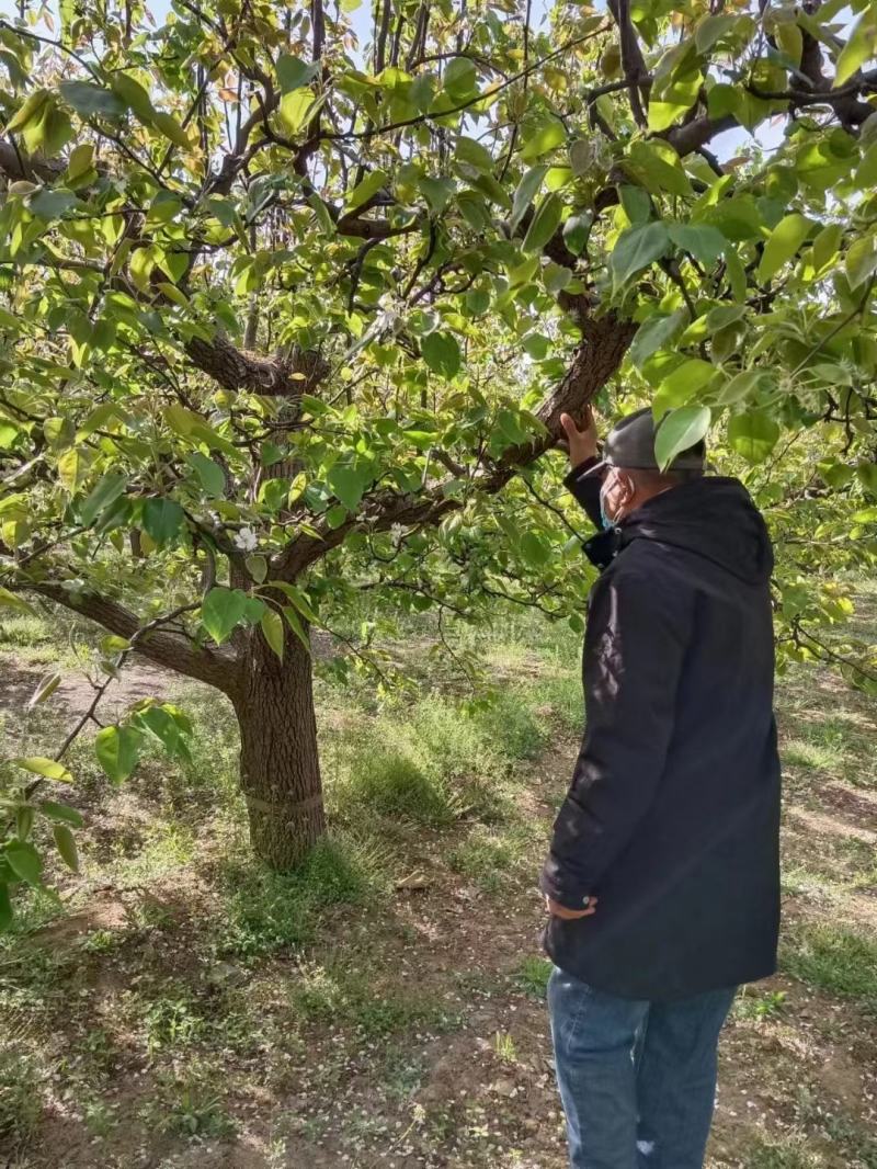 梨树567891012131518公分现号现挖王族