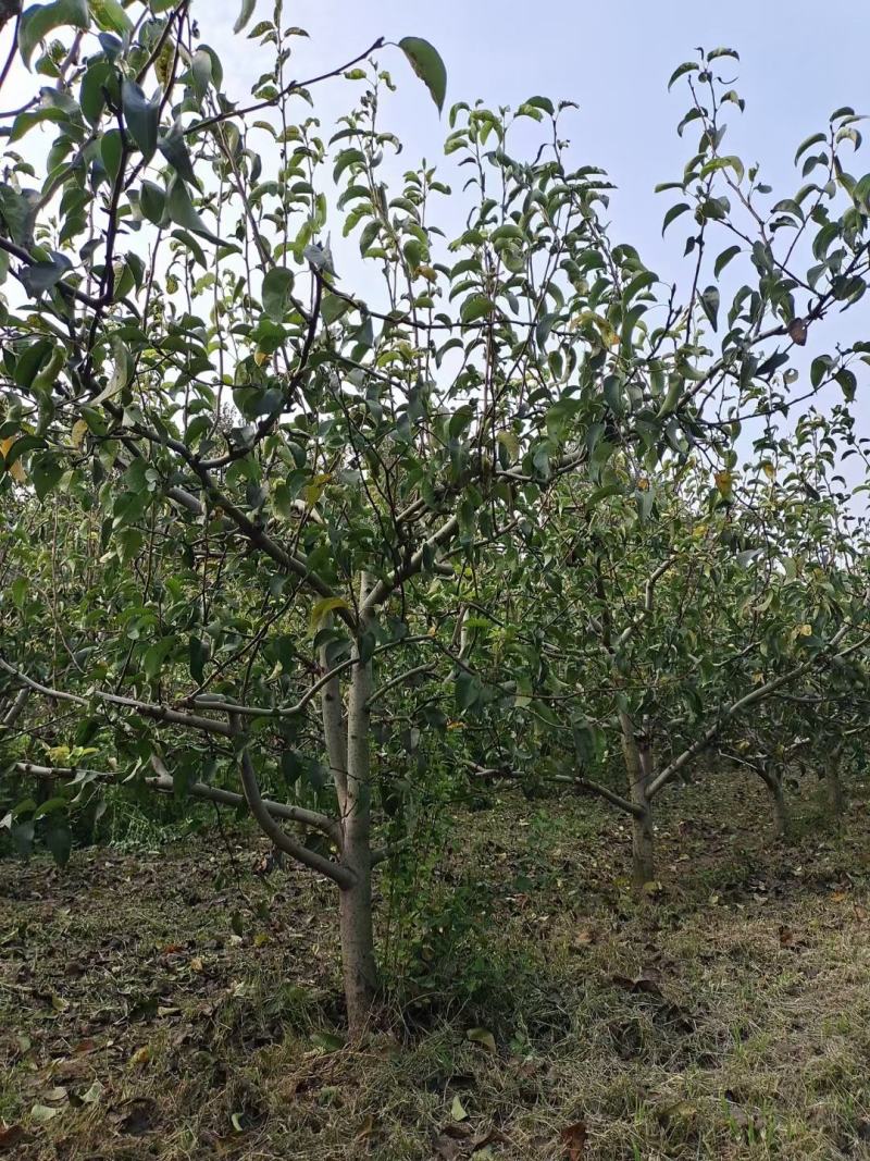 梨树567891012131518公分现号现挖王族