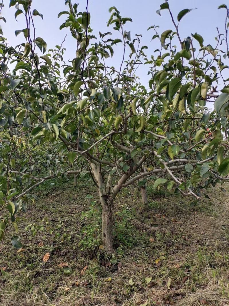 梨树567891012131518公分现号现挖王族