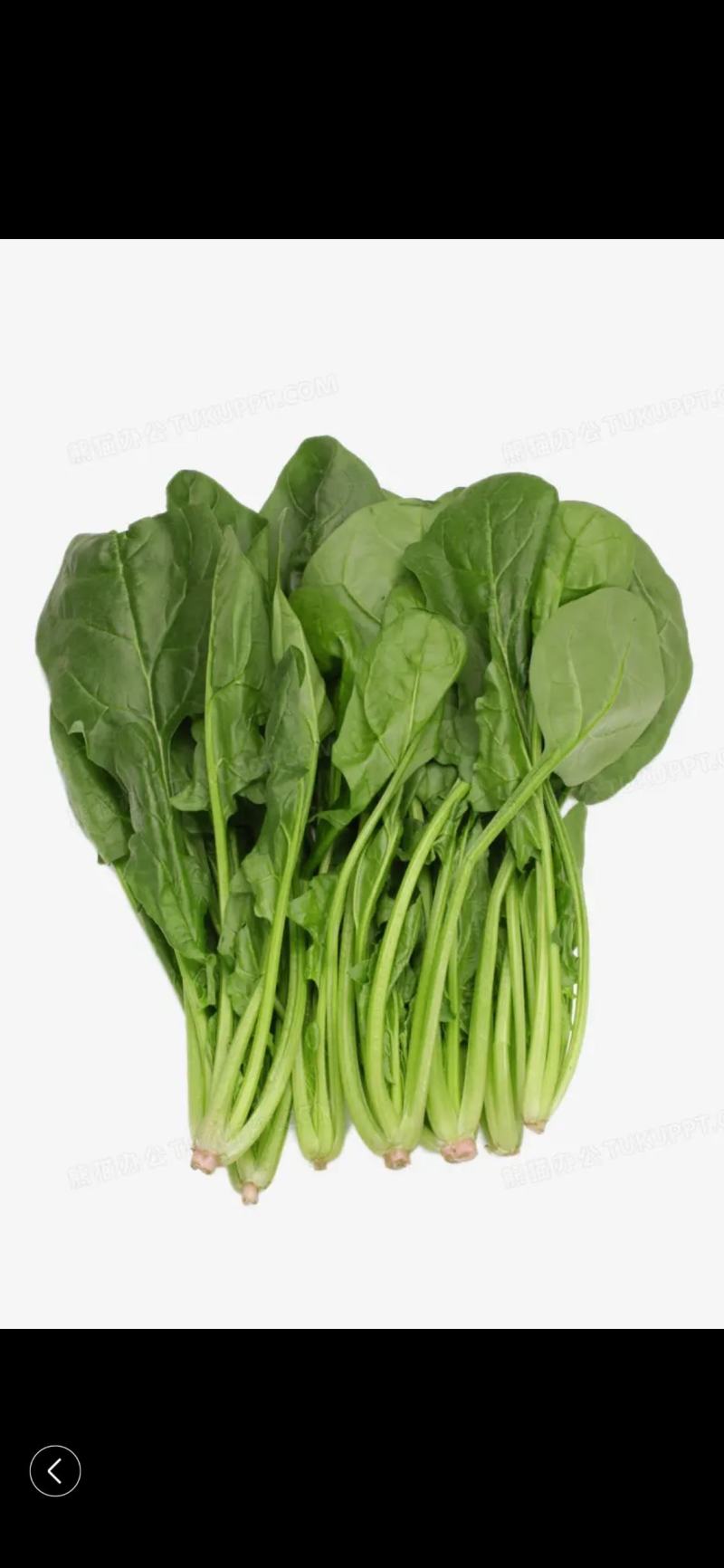 菠菜量大从优商超直供欢迎咨询品质优良