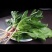 菠菜量大从优商超直供欢迎咨询品质优良