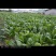 菠菜量大从优商超直供欢迎咨询品质优良