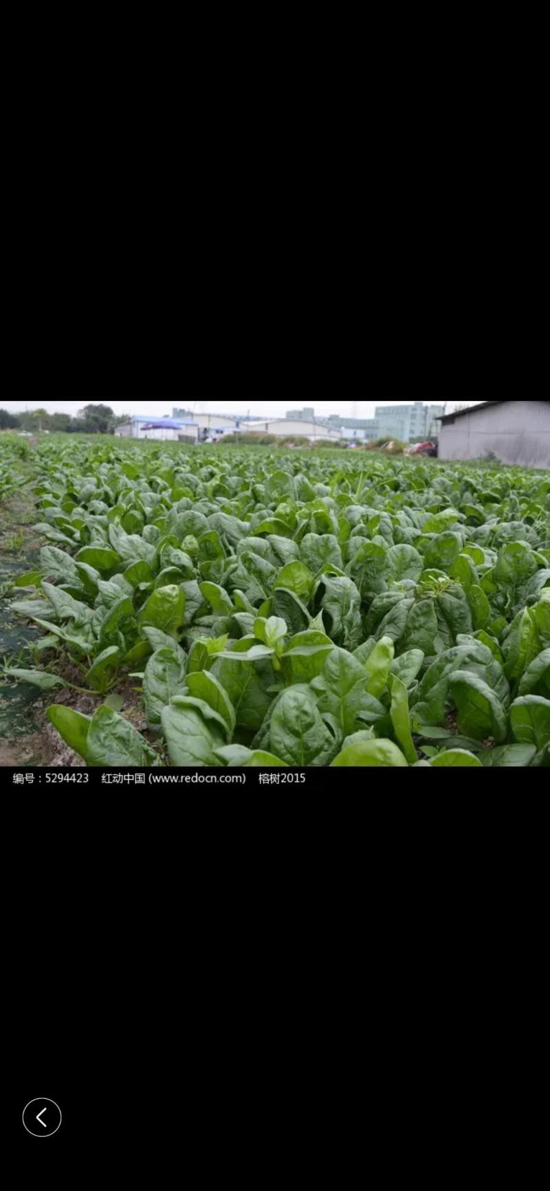 菠菜量大从优商超直供欢迎咨询品质优良