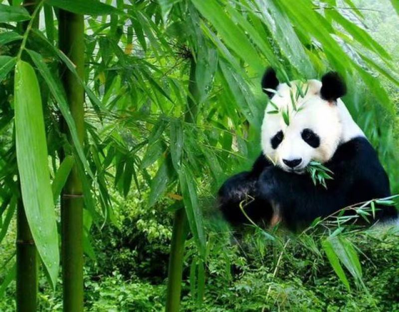 云南曼歇甜龙竹笋竹苗几千量需要提前预订