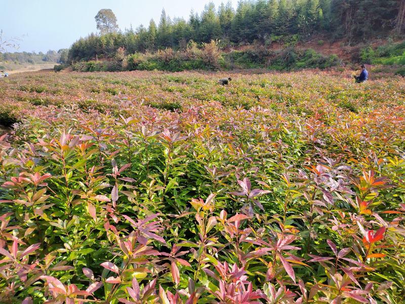 今年上市木荷小苗数量50万株30-50公分主营品种