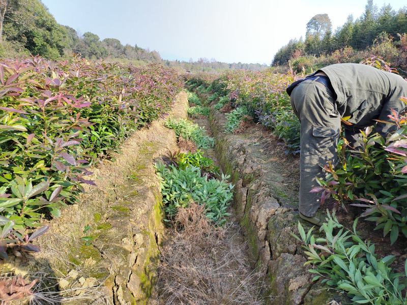 今年上市木荷小苗数量50万株30-50公分主营品种