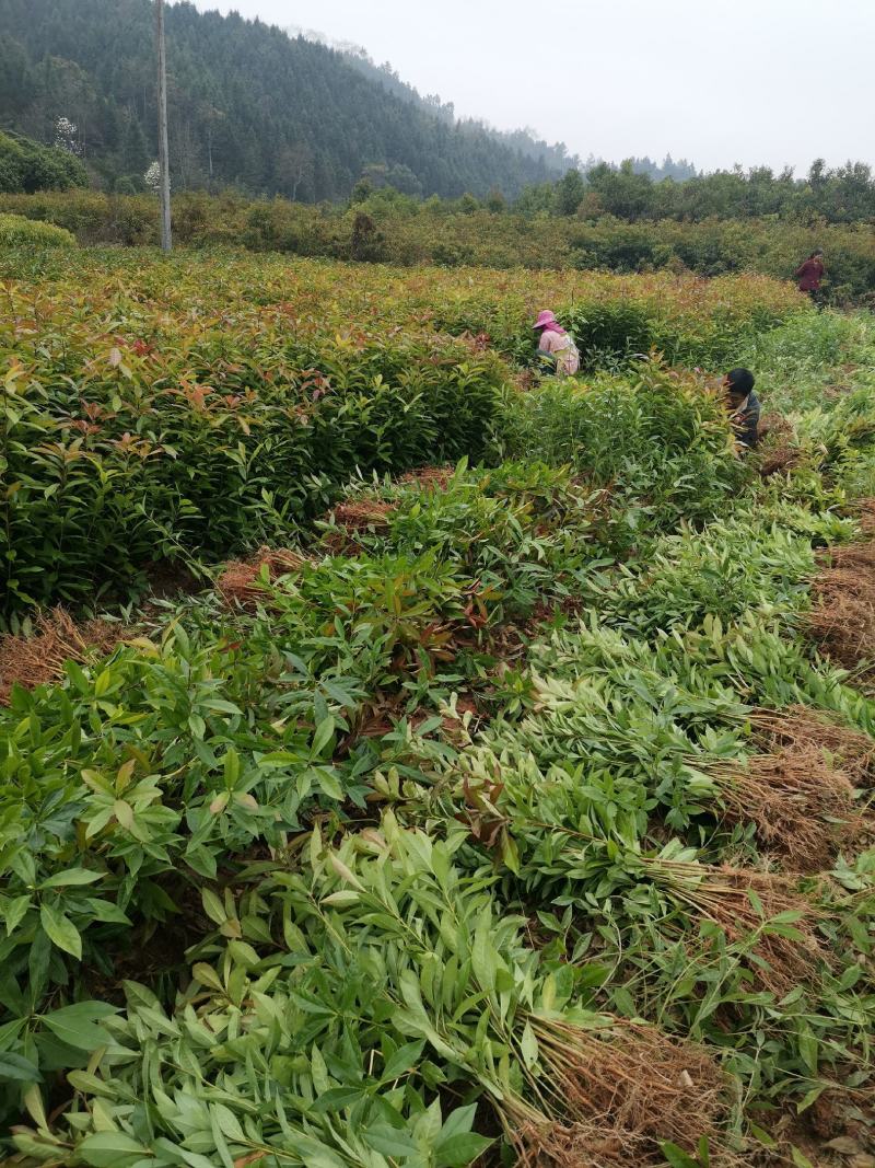 今年上市木荷小苗数量50万株30-50公分主营品种